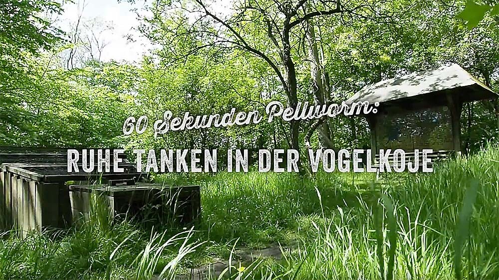 Pellworms ruhigstes Eckchen ist die Vogelkoje.