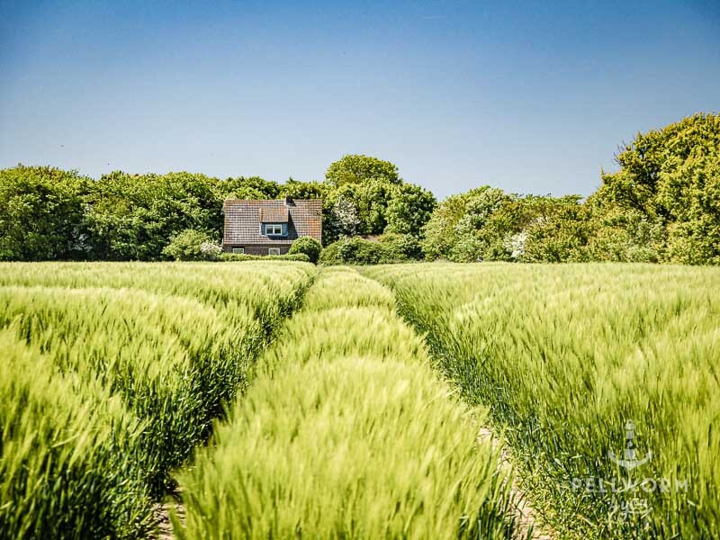 Die Spur in dem Pellwormer Getreidefeld führ auf ein Haus zu